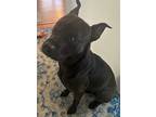 Adopt Zuko a Black Pit Bull Terrier / Mixed dog in Hicksville, NY (38943550)