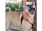 Adopt Coco a Tan/Yellow/Fawn Shar Pei / Mixed dog in Hicksville, NY (38943492)