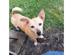 Adopt Snuggles a Tan/Yellow/Fawn Terrier (Unknown Type, Small) / Mixed dog in