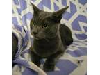 Adopt Cinder a Gray or Blue Domestic Shorthair / Mixed cat in Washington
