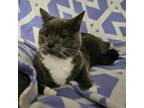 Adopt Powder a Gray or Blue Domestic Shorthair / Mixed cat in Washington