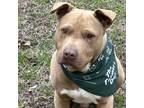 Adopt Fred Flintstone a Brown/Chocolate Pit Bull Terrier dog in Norristown