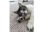 Adopt Eunice a Gray, Blue or Silver Tabby Domestic Shorthair (short coat) cat in
