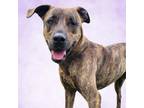 Adopt Leela a Brindle Plott Hound / Mountain Cur / Mixed dog in Delaplane
