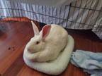 Adopt Penny - EXTRA BIG BUN a White New Zealand / Mixed rabbit in Melbourne