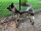 Adopt Selkie a Black - with Gray or Silver Keeshond / Husky / Mixed dog in