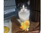 Adopt CRINKLE a Black & White or Tuxedo American Shorthair (short coat) cat in
