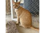 Adopt TS- Working Cat a Orange or Red Domestic Shorthair / Mixed cat in Laredo