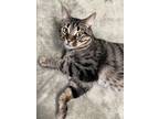 Adopt Whiskers a Tiger Striped Domestic Shorthair (short coat) cat in