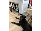 Adopt Malena a Black Mixed Breed (Large) / Mixed dog in Chamblee, GA (36647492)