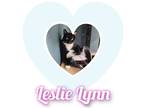 Adopt Leslie Lynn a All Black Domestic Shorthair / Domestic Shorthair / Mixed