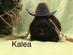 Adopt Kalea a Black Havana / Mixed (short coat) rabbit in West Palm Beach