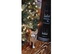Adopt IRIS a Orange or Red Tabby Domestic Shorthair (short coat) cat in Depauw