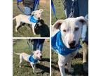 Adopt Bullseye a White - with Brown or Chocolate Catahoula Leopard Dog / Mixed