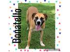 Adopt Donatello a Brown/Chocolate - with Black Boxer / Mixed Breed (Large) /