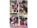 Adopt Sasha a Black - with Tan, Yellow or Fawn Husky / Black Mouth Cur / Mixed