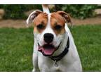 Adopt Tripp a White - with Brown or Chocolate Boxer / Hound (Unknown Type) /