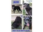 Adopt Jacob a Black - with White Husky / Black Mouth Cur / Mixed dog in Ashdown