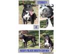 Adopt Storkey a Black - with White Husky / Black Mouth Cur / Mixed dog in