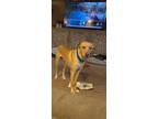 Adopt Andy Ash a Tan/Yellow/Fawn Labrador Retriever / Mixed dog in Painesville