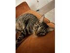 Adopt Charlie a Gray or Blue American Shorthair / Mixed (short coat) cat in