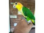 Green thighed Caique, female