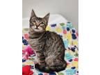 Adopt Little Guy a Brown Tabby Domestic Shorthair (short coat) cat in Los