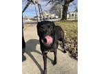 Adopt Kennedy a Black Retriever (Unknown Type) / Mixed dog in Homewood