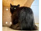 Adopt Moo a All Black Domestic Longhair (long coat) cat in Providence Forge