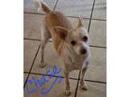 Adopt Chase a Tan/Yellow/Fawn Chinese Crested / Pomeranian / Mixed dog in