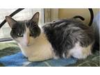 Adopt Aiden a Spotted Tabby/Leopard Spotted Domestic Shorthair (short coat) cat