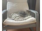 Adopt LOKI a Domestic Mediumhair (short coat) cat in Calimesa, CA (36859671)