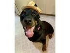 Adopt Midge a Black - with Tan, Yellow or Fawn Rottweiler / Mixed dog in