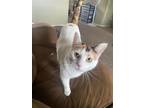 Adopt PATCHES a Calico (short coat) cat in Calimesa, CA (36967168)