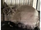 Adopt Xavier a Siamese (short coat) cat in Calimesa, CA (37001141)