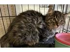 Adopt THANOS a Domestic Longhair (long coat) cat in Calimesa, CA (37008652)