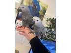 Super Silly Tame Baby African Greys