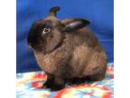 Adopt Ryan a American Sable / Mixed rabbit in Miami, FL (36165788)