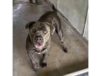Adopt Marlo a Gray/Silver/Salt & Pepper - with Black Cane Corso / Mixed dog in