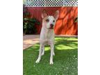 Adopt Charlie a Terrier (Unknown Type, Small) / Mixed Breed (Medium) / Mixed dog