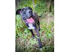 Adopt Sis a Mixed Breed (Medium) / American Pit Bull Terrier / Mixed dog in