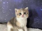 Scottish Fold Dilute Tortie Girl