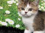 Scottish Fold Bicolor Boy