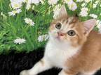 Scottish Fold Red Bicolor Boy