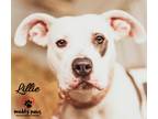Adopt Lillie a White - with Black Pit Bull Terrier dog in Council Bluffs