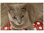 Adopt Mr Bad Guy a Chartreux / Mixed cat in Anaheim, CA (36530191)