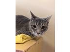 Adopt Murphy 2022 a Gray or Blue Domestic Shorthair / Mixed cat in West