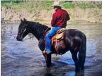 PANCHO VILLA â GRADE Bay ¾ Andalusian ¼ Friesian Cross Gelding!