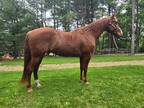 TQH DOCS SMART KING AQHA gelding for sale