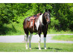 Really Nice Apha Registered Gelding, Neck Reins, Anyone Can Ride